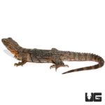 Yellow Back Spiny Tailed Iguana for sale - Underground Reptiles