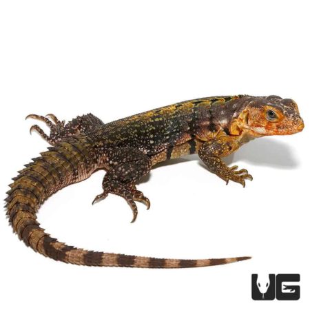 Yellow Back Spiny Tailed Iguana for sale - Underground Reptiles