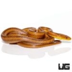 Yellow Ratsnakes for sale - Underground Reptiles
