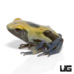 Yellowback Tinctorius Dart Frogs For Sale - Underground Reptiles