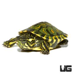 Baby Brazilian D'Orbigny's Slider Turtles For Sale - Underground Reptile
