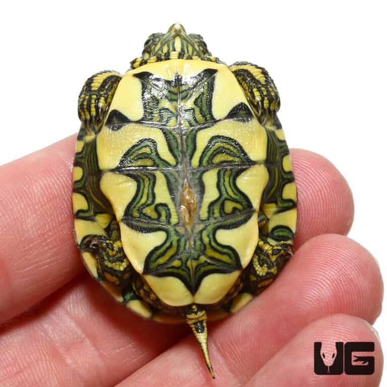 Baby Brazilian D'Orbigny's Slider Turtles For Sale - Underground Reptiles