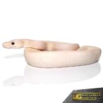Baby Banana Champagne Super Pastel Ball Python For Sale - Underground Reptiles