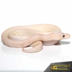 Baby Banana Champagne Super Pastel Ball Python For Sale - Underground Reptiles