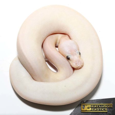 Baby Banana Champagne Super Pastel Ball Python For Sale - Underground Reptiles