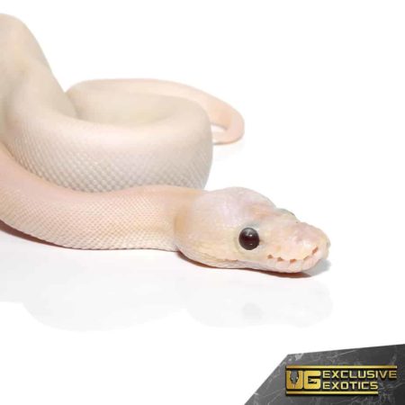 Baby Banana Champagne Super Pastel Ball Python For Sale - Underground ...