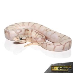 Baby Bumblebee Butter Enchi Ball Python For Sale - Underground Reptiles
