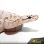 Baby Bumblebee Butter Enchi Ball Python For Sale - Underground Reptiles