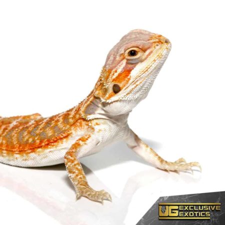 Baby Grapefruit Blue Bar Bearded Dragon - Underground Reptiles