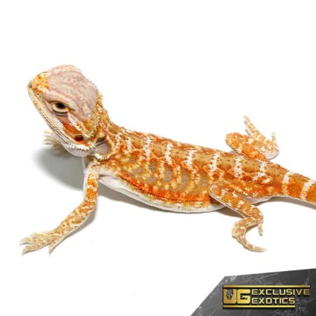 Baby Grapefruit Blue Bar Bearded Dragon - Underground Reptiles