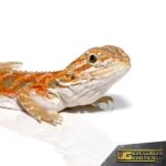 Baby Hypo Copper Bearded Dragon - Underground Reptiles