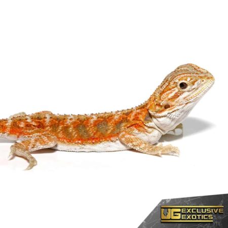 Baby Hypo Copper Bearded Dragon - Underground Reptiles