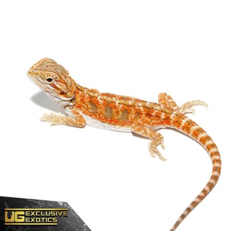 Baby Hypo Copper Bearded Dragon - Underground Reptiles