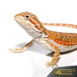 Baby Hypo Marigold Bearded Dragon - Underground Reptiles