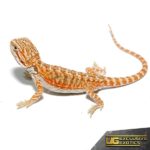 Baby Hypo Marigold Bearded Dragon - Underground Reptiles