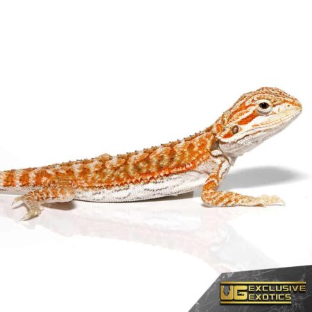 Baby Hypo Marigold Bearded Dragon - Underground Reptiles