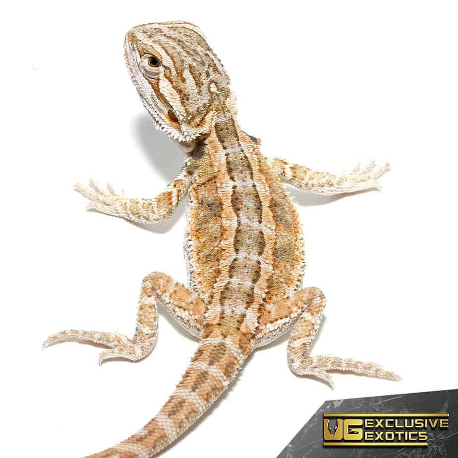 blue baby bearded dragons
