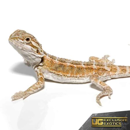 Baby Super Stripe Blue Bar Bearded Dragon - Underground Reptiles