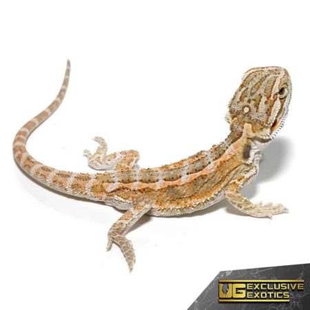 Baby Super Stripe Blue Bar Bearded Dragon - Underground Reptiles