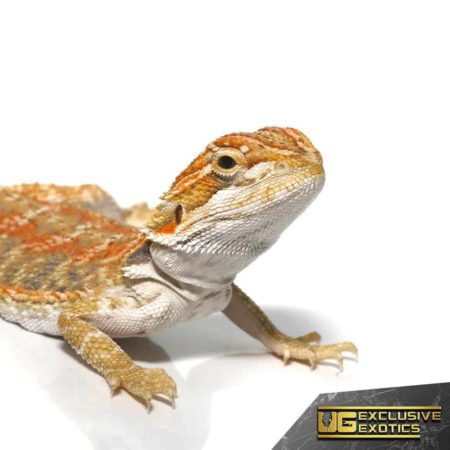 Baby Ginger Double Striped Bearded Dragon - Underground Reptiles