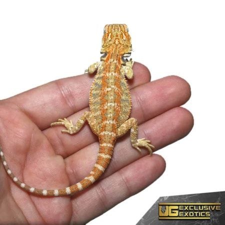Baby Ginger Double Striped Bearded Dragon - Underground Reptiles