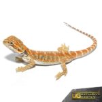 Baby Ginger Double Striped Bearded Dragon - Underground Reptiles