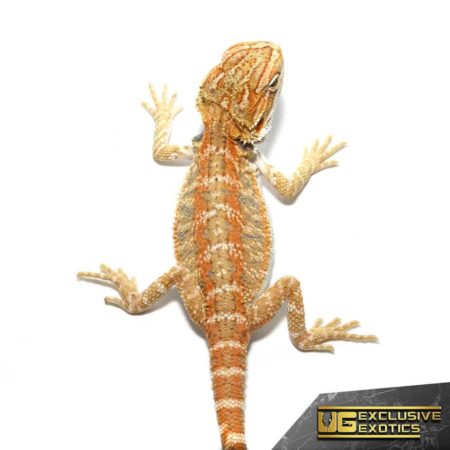 Baby Ginger Double Striped Bearded Dragon - Underground Reptiles