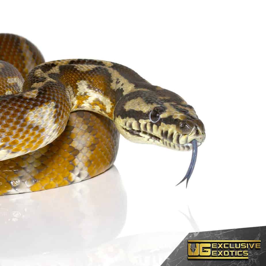 Adult Irian Jaya Carpet Pythons For Sale Underground Reptiles