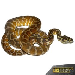 Adult Irian Jaya Carpet Pythons For Sale - Underground Reptiles