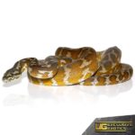 Adult Irian Jaya Carpet Pythons For Sale - Underground Reptiles