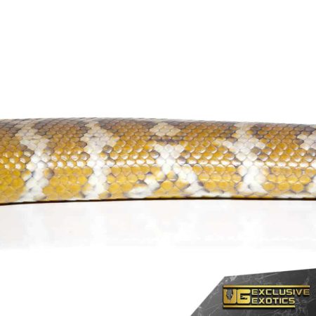 Adult Irian Jaya Carpet Pythons For Sale - Underground Reptiles