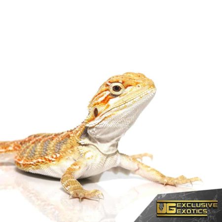 Baby Lemon Drop Blue Bar Bearded Dragon - Underground Reptiles