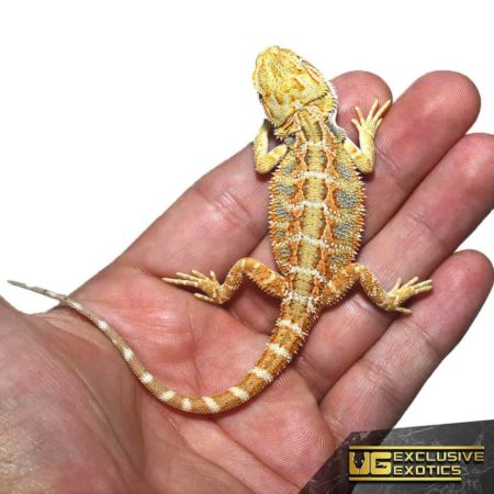 Baby Lemon Drop Blue Bar Bearded Dragon - Underground Reptiles