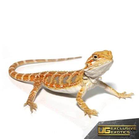 Baby Lemon Drop Blue Bar Bearded Dragon - Underground Reptiles