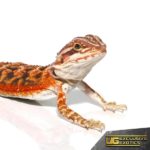 Baby Twin Flame Bearded Dragon - Underground Reptiles