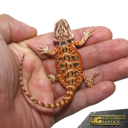 Baby Twin Flame Bearded Dragon - Underground Reptiles