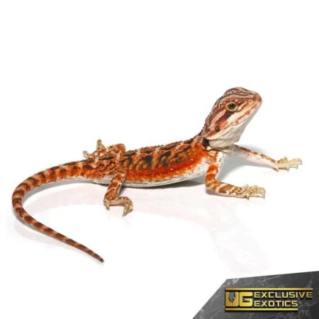 Baby Twin Flame Bearded Dragon - Underground Reptiles