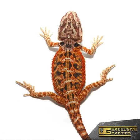 Baby Twin Flame Bearded Dragon - Underground Reptiles