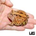 Brown Fantasy Pacman Frogs For Sale - Underground Reptiles