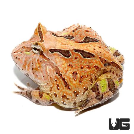 Brown Fantasy Pacman Frogs For Sale - Underground Reptiles