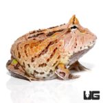 Brown Fantasy Pacman Frogs For Sale - Underground Reptiles