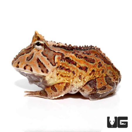 Brown Fantasy Pacman Frogs For Sale - Underground Reptiles