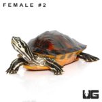 Juvenile Florida Redbelly Slider Turtle For Sale - Underground Reptiles