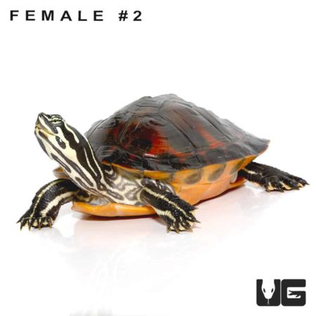 Juvenile Florida Redbelly Slider Turtle For Sale - Underground Reptiles