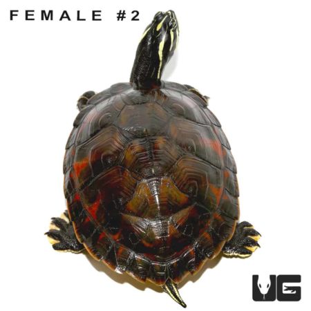 Juvenile Florida Redbelly Slider Turtle For Sale - Underground Reptiles