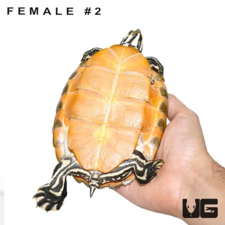 Juvenile Florida Redbelly Slider Turtle For Sale - Underground Reptiles