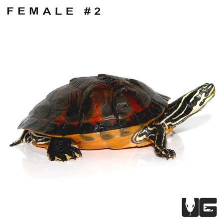 Juvenile Florida Redbelly Slider Turtle For Sale - Underground Reptiles