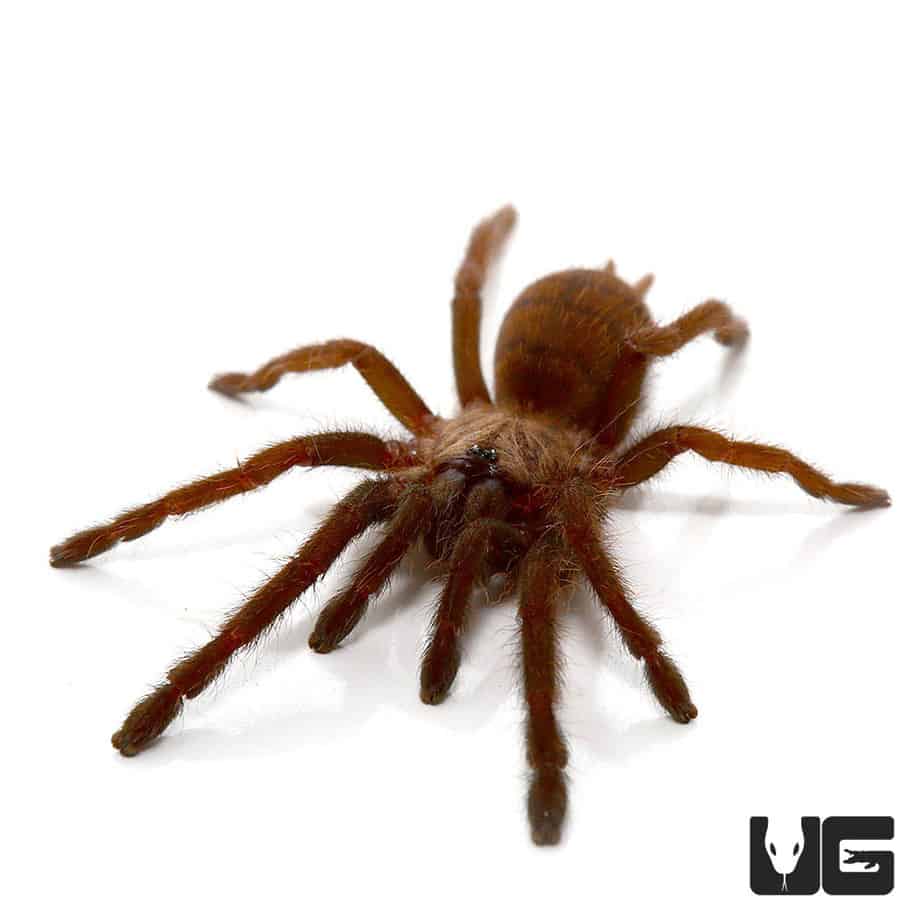 Indian Violet Tarantulas (Chilobrachy fimbriatus) For Sale ...