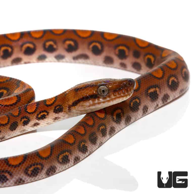 Snakes For Sale - Underground Reptiles