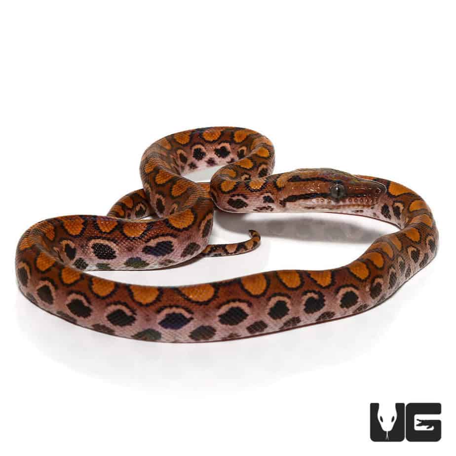 Baby Brazilian Rainbow Boas For Sale - Underground Reptiles